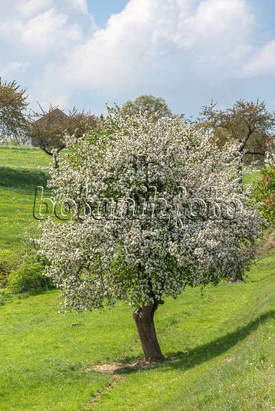 625274 - Orchard apple (Malus x domestica)