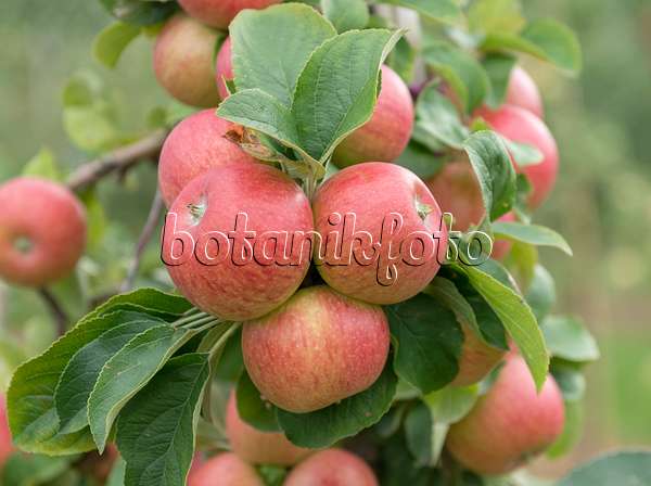 547179 - Orchard apple (Malus x domestica 'Alkmene')