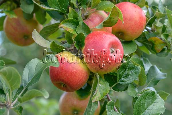 575144 - Orchard apple (Malus x domestica 'Alkmene')