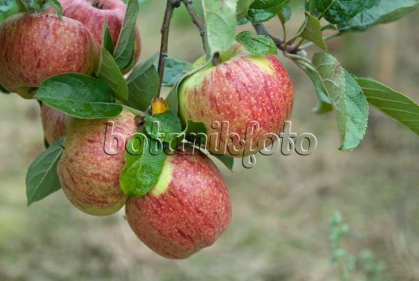 502263 - Orchard apple (Malus x domestica 'Altländer Pfannkuchenapfel')