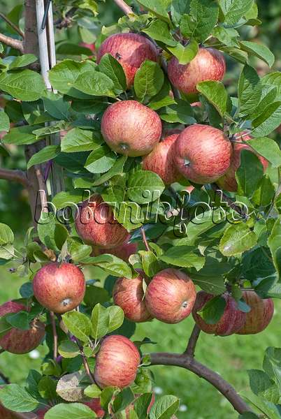 502264 - Orchard apple (Malus x domestica 'Altländer Pfannkuchenapfel')