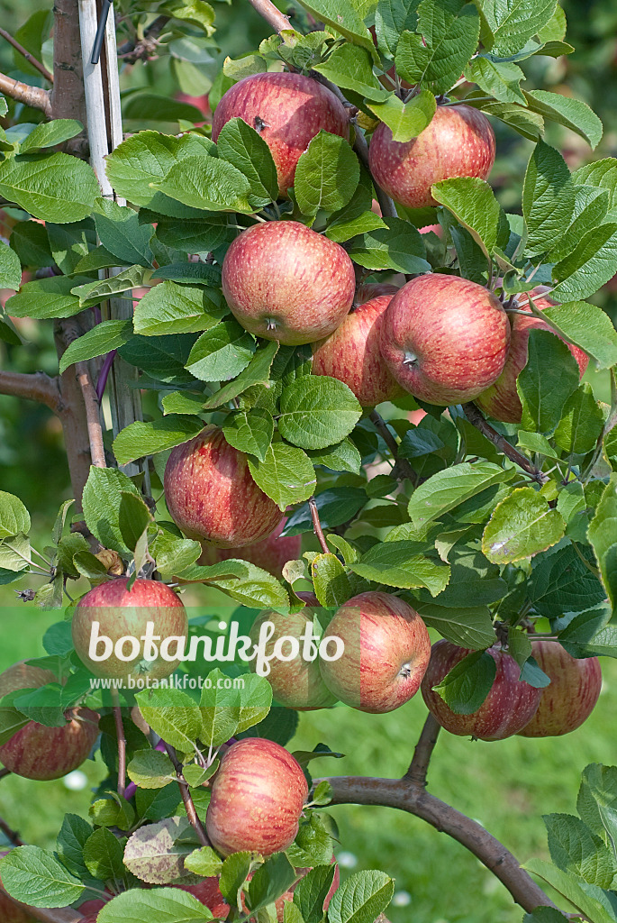 502264 - Orchard apple (Malus x domestica 'Altländer Pfannkuchenapfel')