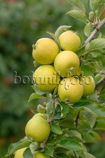 547180 - Orchard apple (Malus x domestica 'Ananas Reinette')