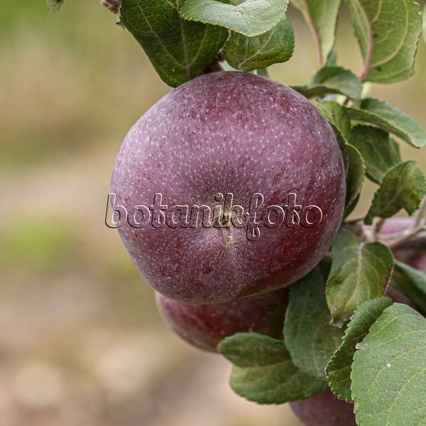 635068 - Orchard apple (Malus x domestica 'Api Noir')