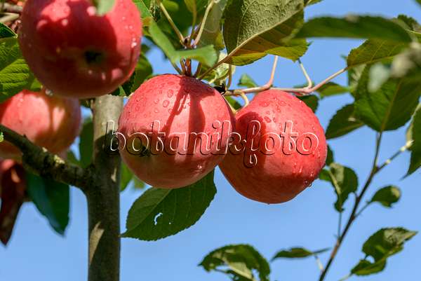 575145 - Orchard apple (Malus x domestica 'Ariwa')
