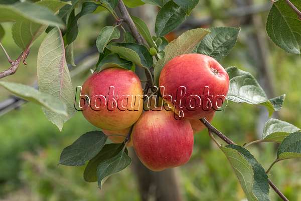 635069 - Orchard apple (Malus x domestica 'Ariwa')