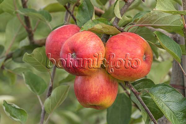635070 - Orchard apple (Malus x domestica 'Ariwa')