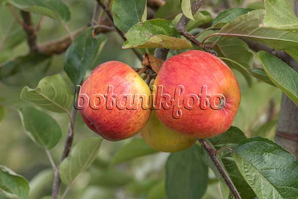 635071 - Orchard apple (Malus x domestica 'Ariwa')