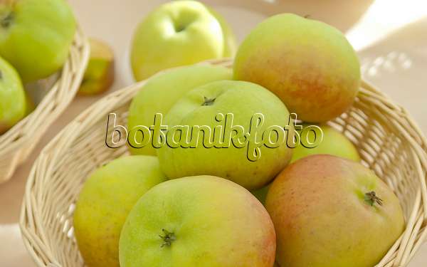517314 - Orchard apple (Malus x domestica 'Auralia')