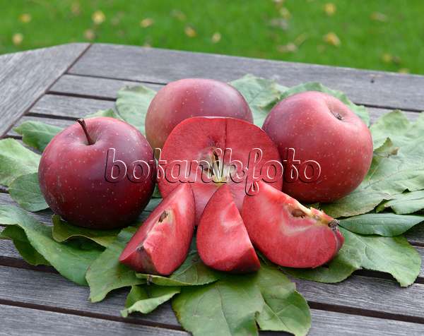 575146 - Orchard apple (Malus x domestica 'Baya Marisa')