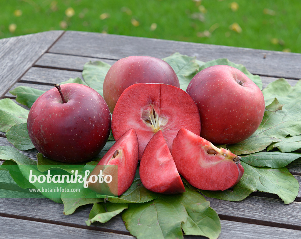 575146 - Orchard apple (Malus x domestica 'Baya Marisa')