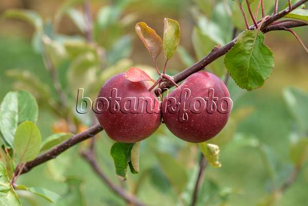 575161 - Orchard apple (Malus x domestica 'Baya Marisa')