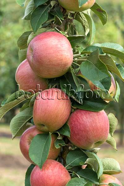 635072 - Orchard apple (Malus x domestica 'Berbat')