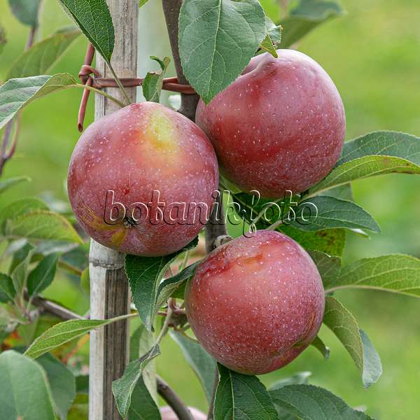 616018 - Orchard apple (Malus x domestica 'Berner Rosenapfel'')