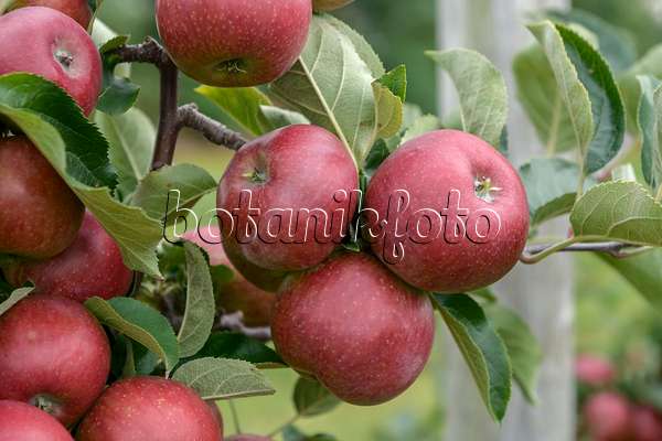 547181 - Orchard apple (Malus x domestica 'Blauacher Wädenswil')