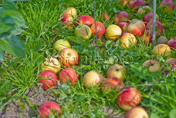 502266 - Orchard apple (Malus x domestica 'Börtlinger Weinapfel')