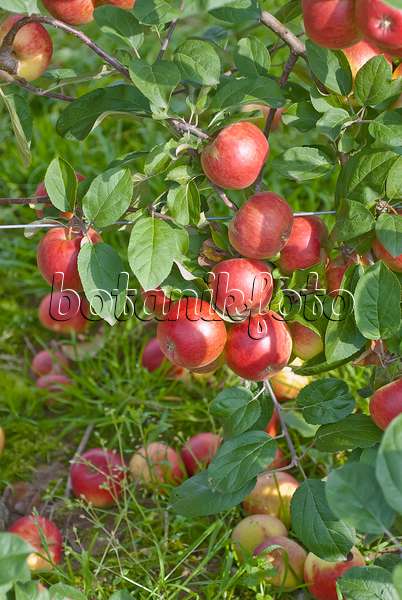 502267 - Orchard apple (Malus x domestica 'Börtlinger Weinapfel')