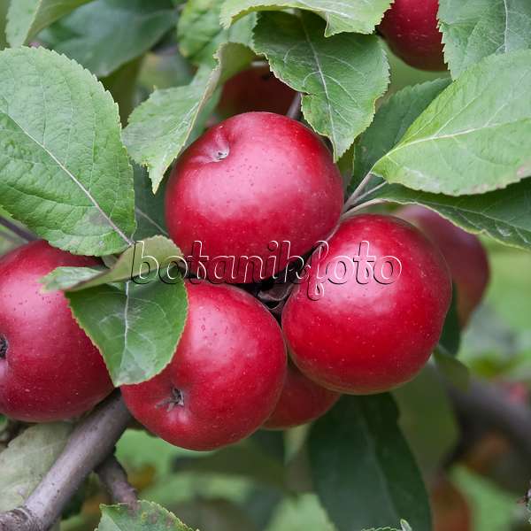 490094 - Orchard apple (Malus x domestica 'Bonza')