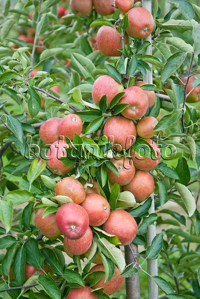 502265 - Orchard apple (Malus x domestica 'Braeburn')