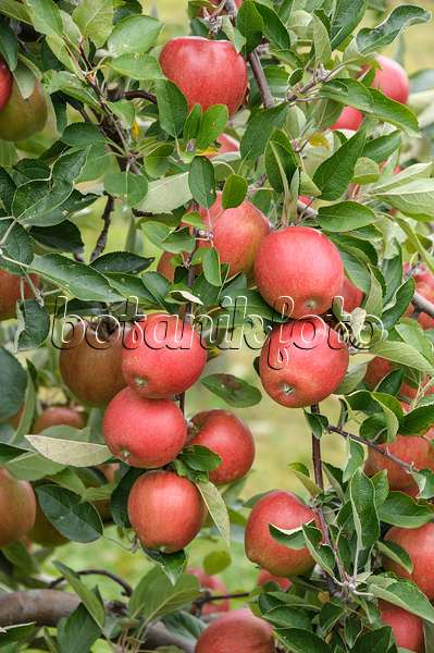 535348 - Orchard apple (Malus x domestica 'Braeburn')