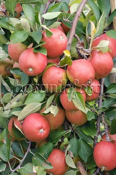 535349 - Orchard apple (Malus x domestica 'Braeburn')