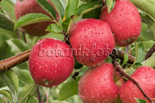 616019 - Orchard apple (Malus x domestica 'Braeburn')