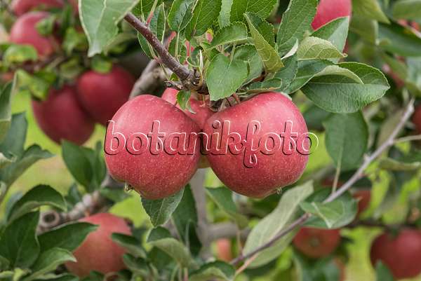 616020 - Orchard apple (Malus x domestica 'Braeburn')