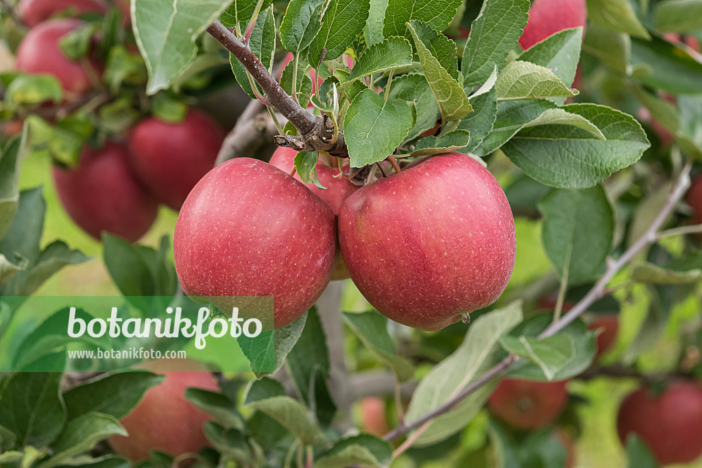 616020 - Orchard apple (Malus x domestica 'Braeburn')