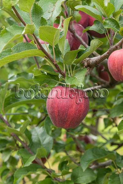 616071 - Orchard apple (Malus x domestica 'Cameo')