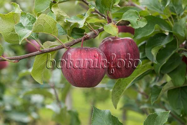616072 - Orchard apple (Malus x domestica 'Cameo')