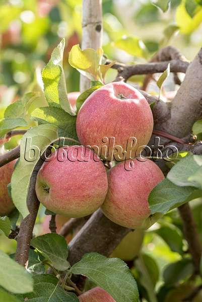 635121 - Orchard apple (Malus x domestica 'Cameo')