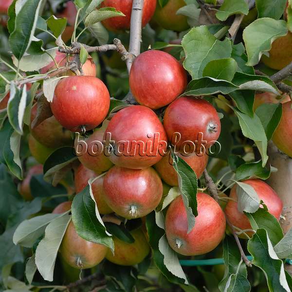 471409 - Orchard apple (Malus x domestica 'Clivia')