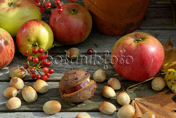 460024 - Orchard apple (Malus x domestica), common hazel (Corylus avellana), common horse chestnut (Aesculus hippocastanum) and multiflora rose (Rosa multiflora)
