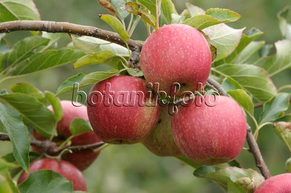 535350 - Orchard apple (Malus x domestica 'Cripps Red')