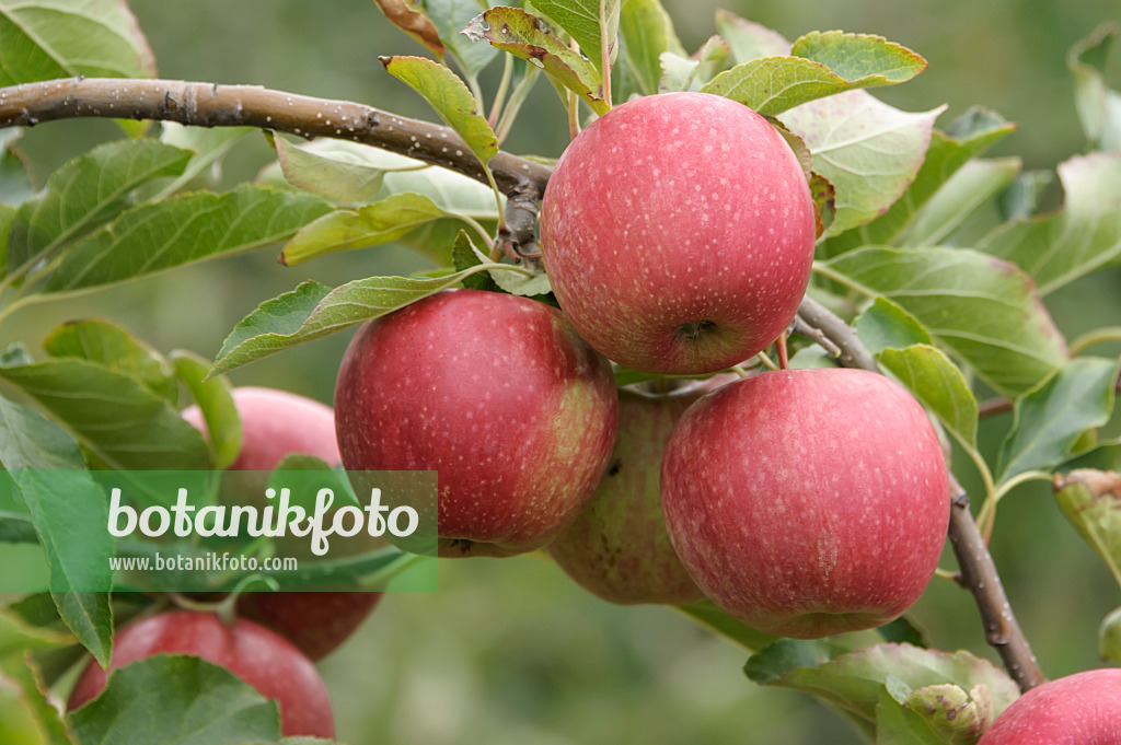 535350 - Orchard apple (Malus x domestica 'Cripps Red')