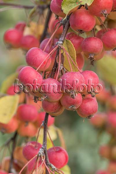 635073 - Orchard apple (Malus x domestica 'Dacapo')