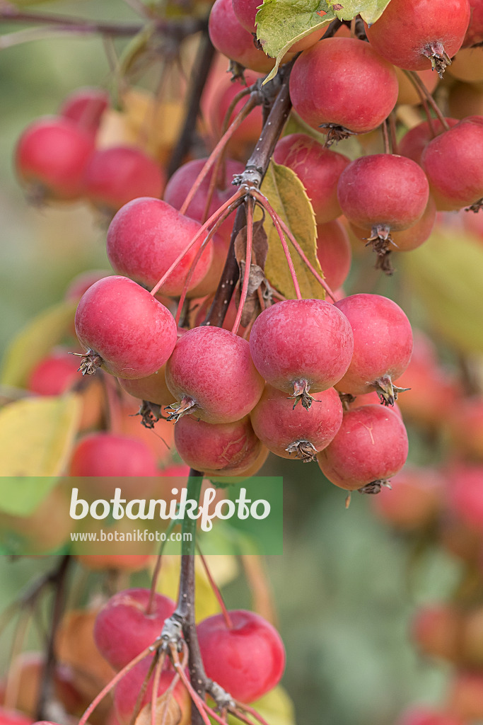 635073 - Orchard apple (Malus x domestica 'Dacapo')