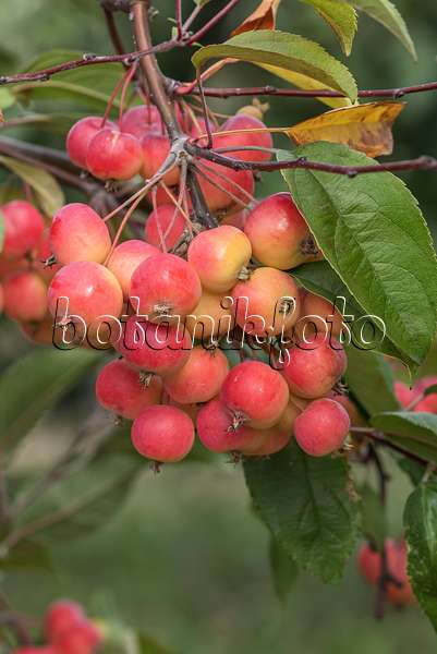 635074 - Orchard apple (Malus x domestica 'Dacapo')