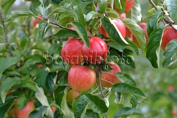 517315 - Orchard apple (Malus x domestica 'Dalinip')