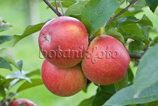 502268 - Orchard apple (Malus x domestica 'Delcoros')