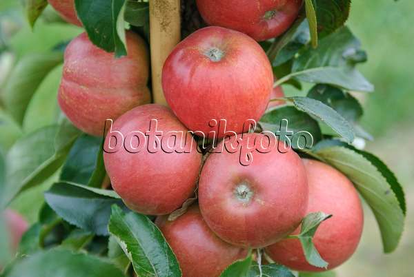 502269 - Orchard apple (Malus x domestica 'Delcoti')