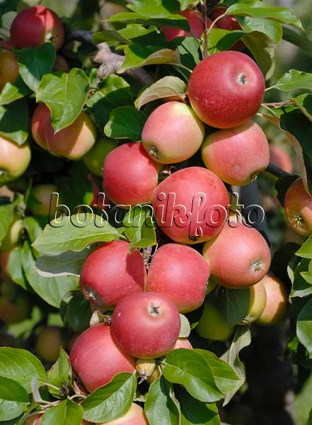 471410 - Orchard apple (Malus x domestica 'Dublet')