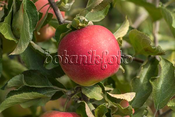 635075 - Orchard apple (Malus x domestica 'Excel')