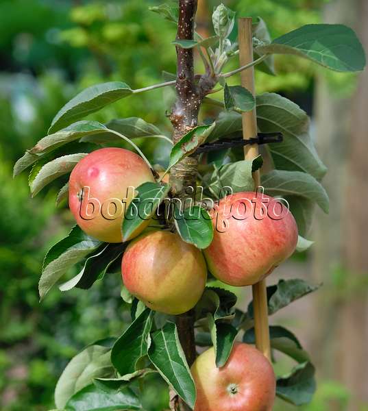 471413 - Orchard apple (Malus x domestica 'Fire Dance')