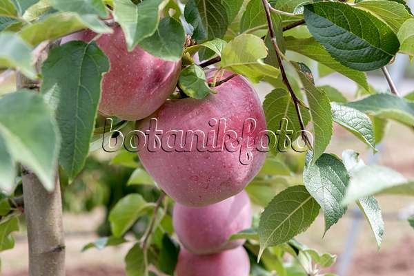 635076 - Orchard apple (Malus x domestica 'Florina')