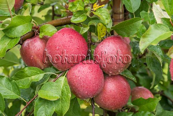 616021 - Orchard apple (Malus x domestica 'Fuji')