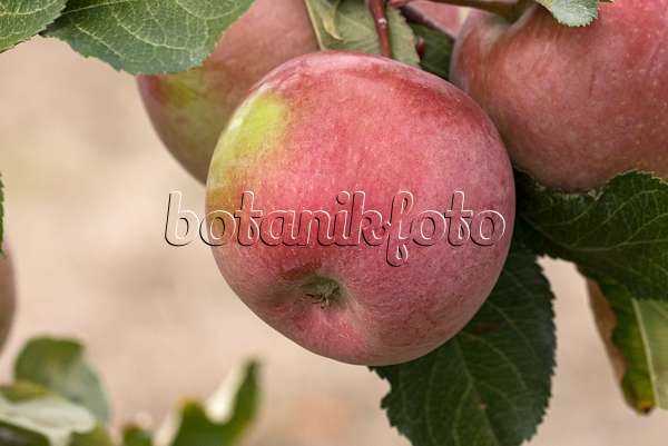 635077 - Orchard apple (Malus x domestica 'Fuji')
