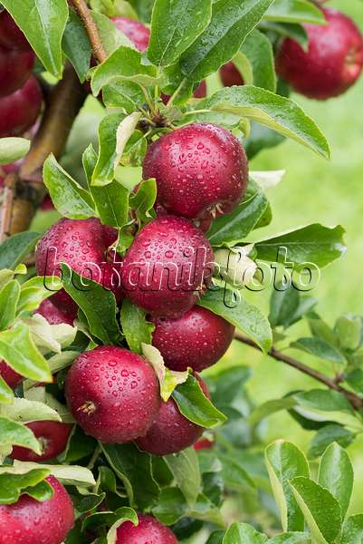 616022 - Orchard apple (Malus x domestica 'Gaia')