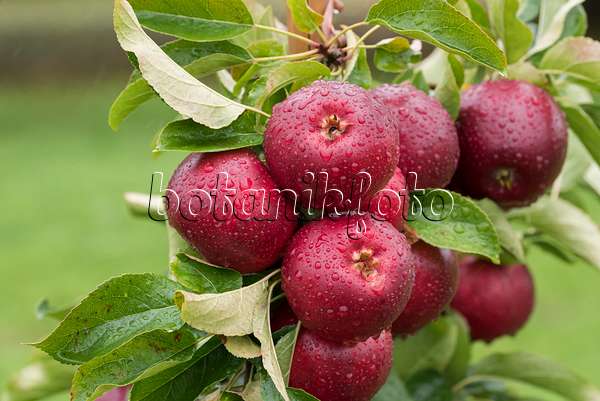 616023 - Orchard apple (Malus x domestica 'Gaia')