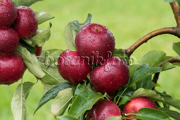 616025 - Orchard apple (Malus x domestica 'Gaia')